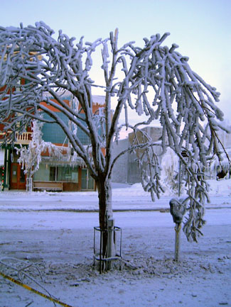 An Icy Tree